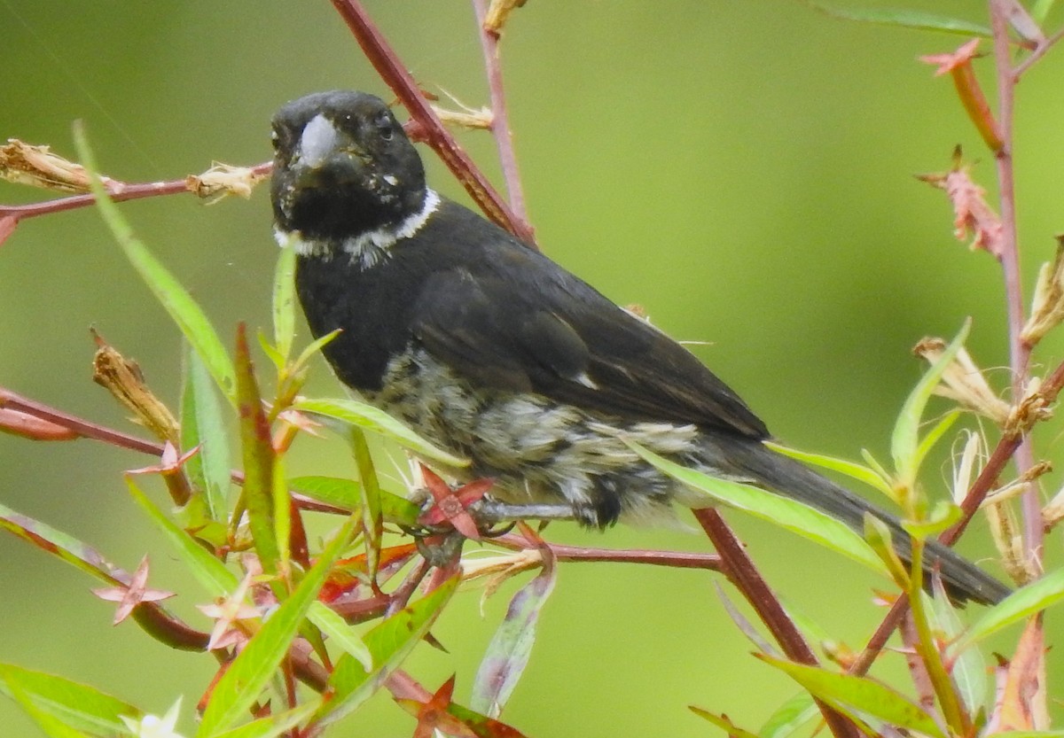 Variable Seedeater - ML641830909