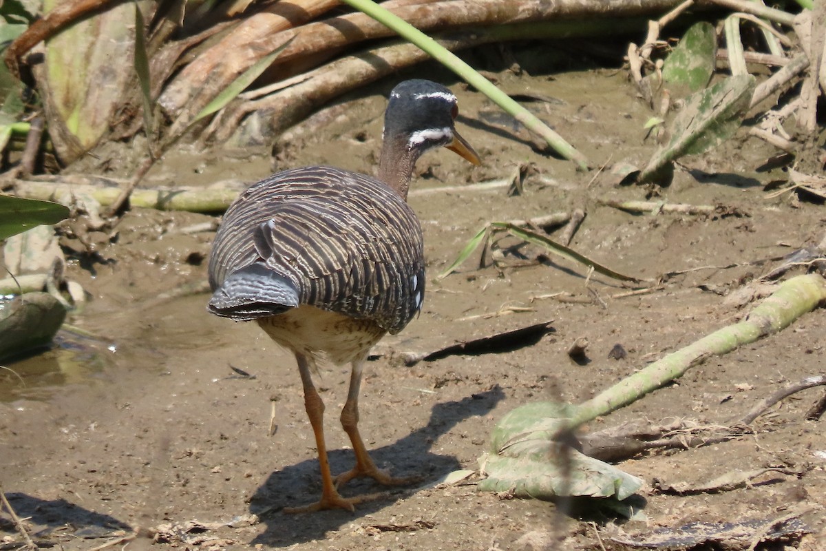 Sunbittern - ML641830910