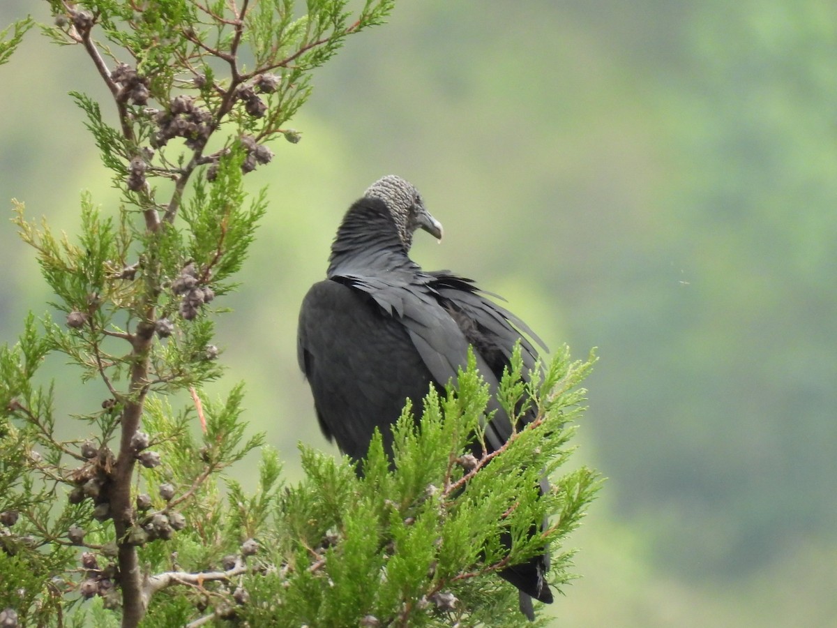 Black Vulture - ML641830913