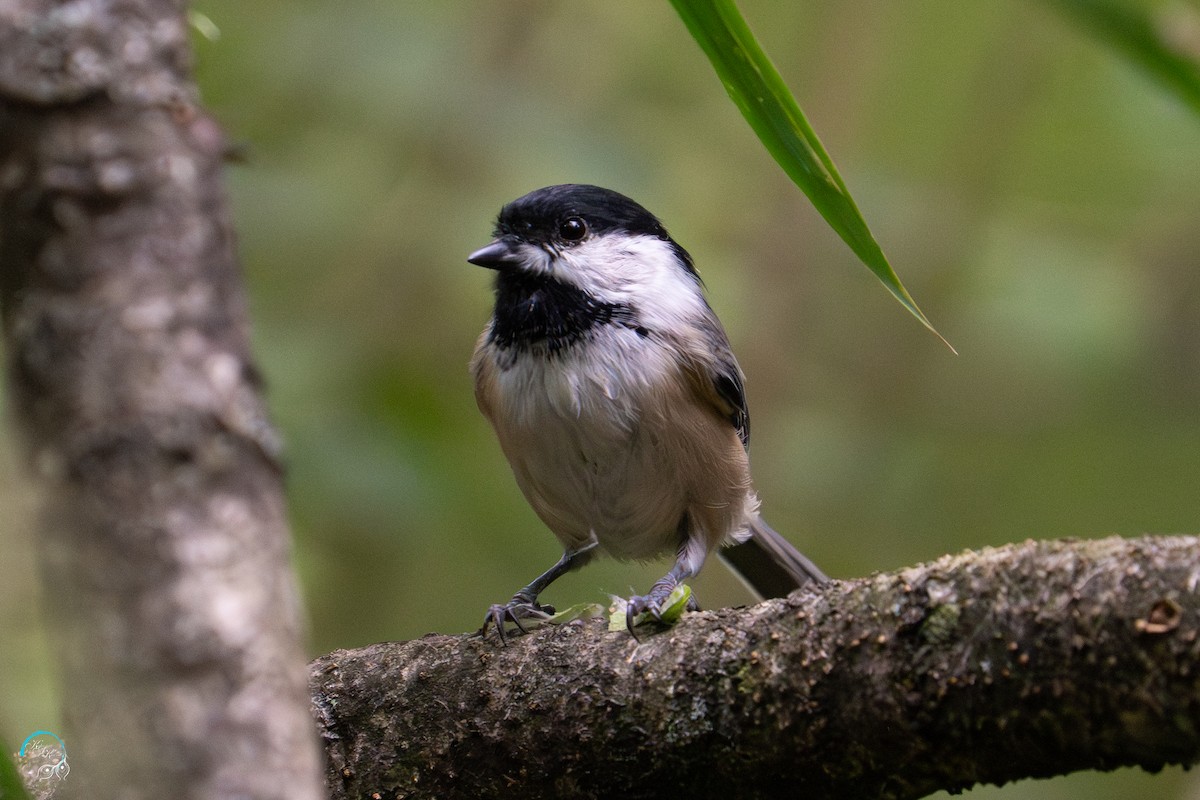 Black-capped Chickadee - ML641830915