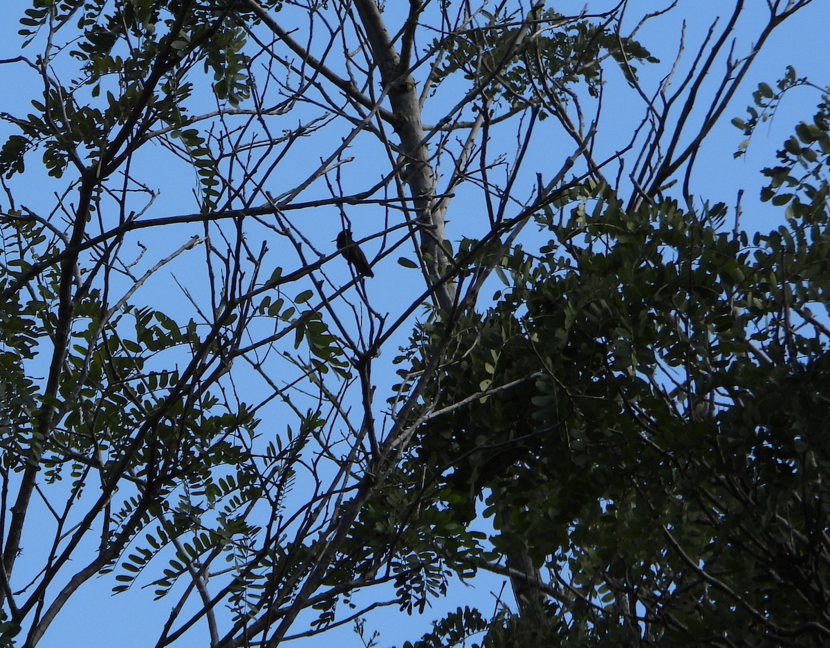 hummingbird sp. - ML641830916