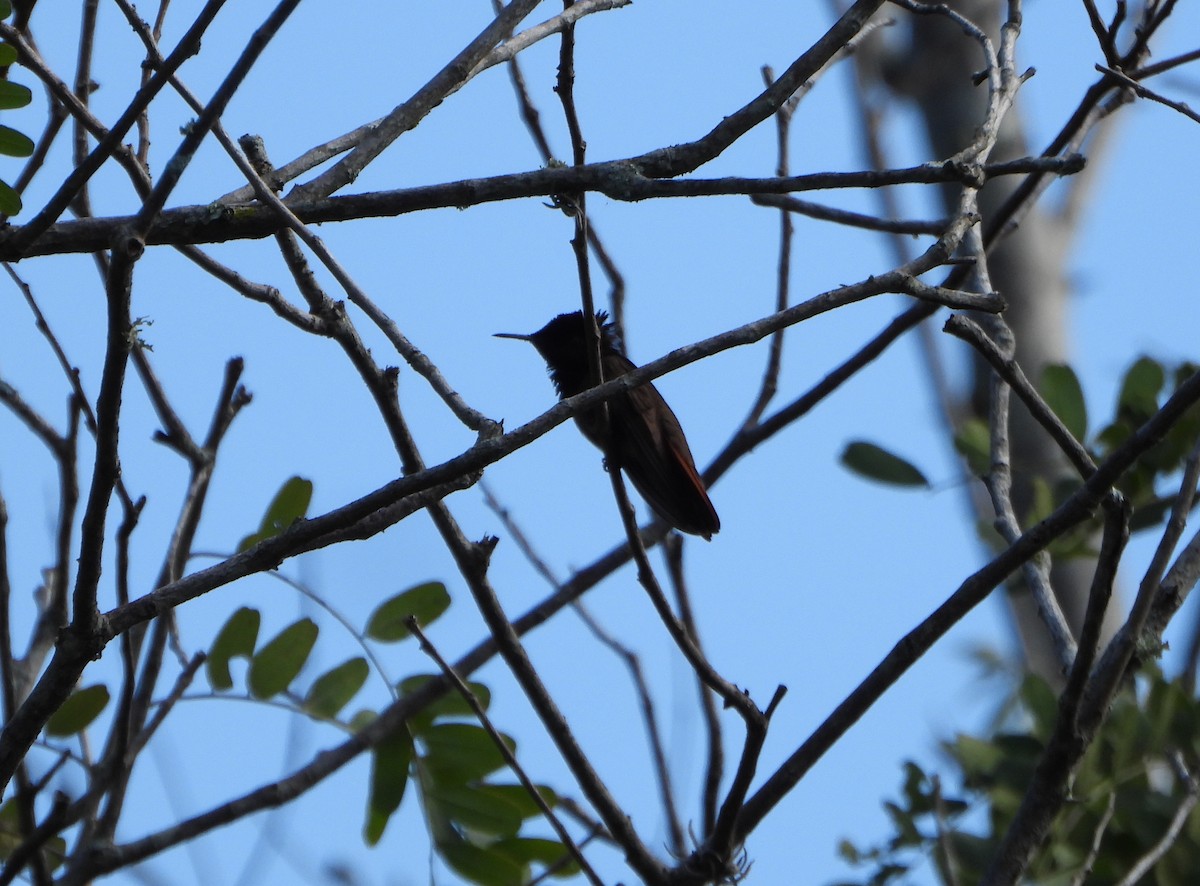 hummingbird sp. - ML641830917