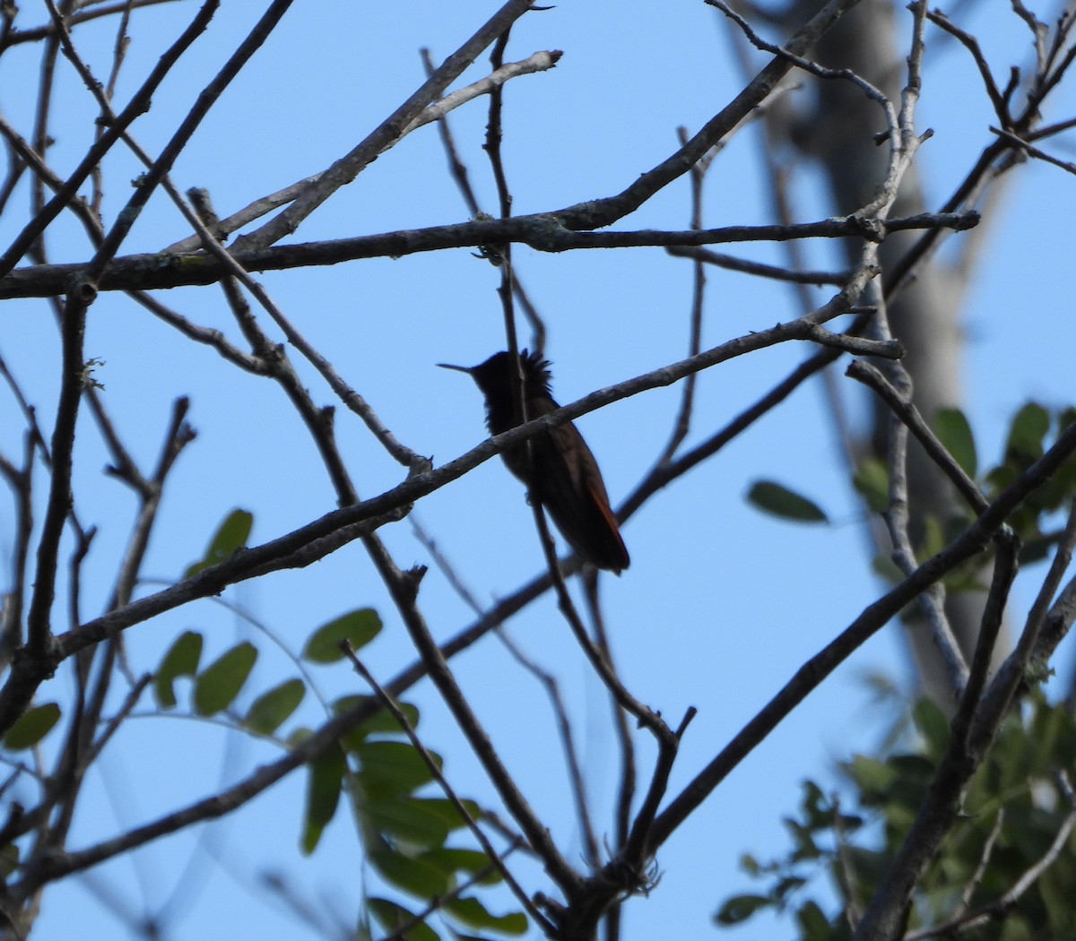 hummingbird sp. - ML641830918