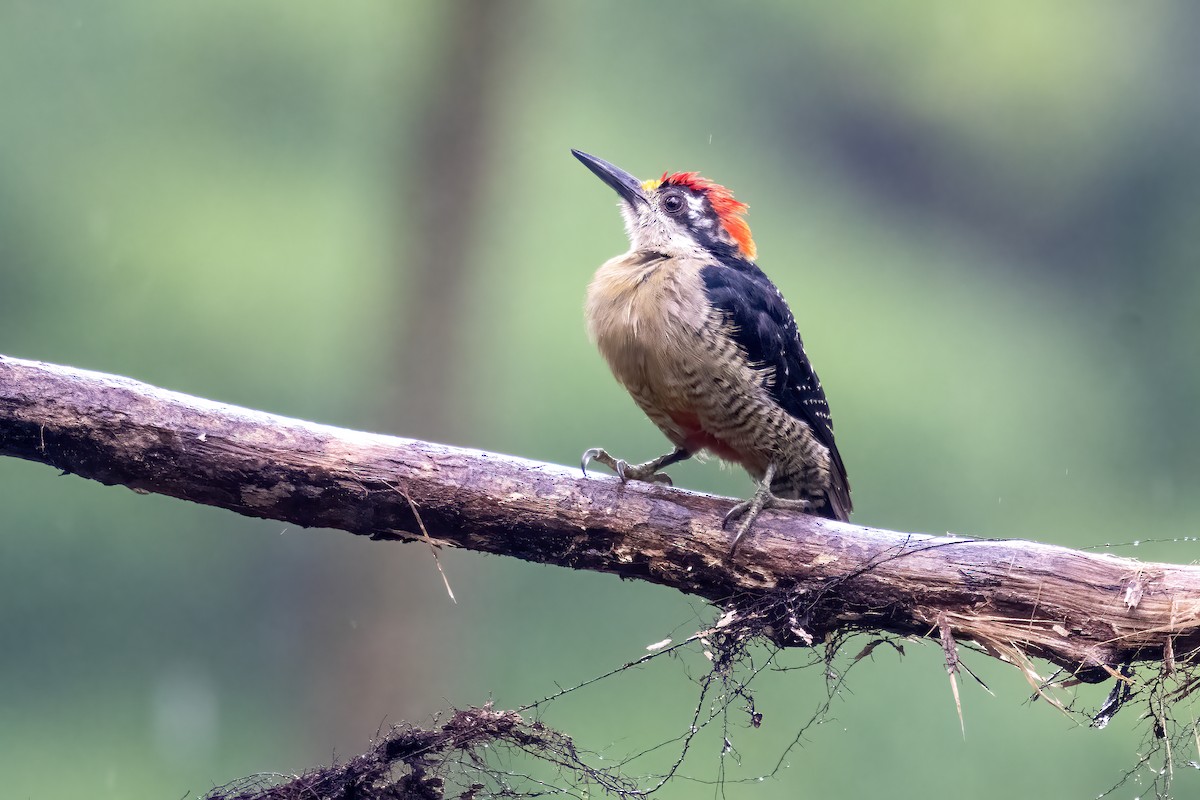 Black-cheeked Woodpecker - ML641830923