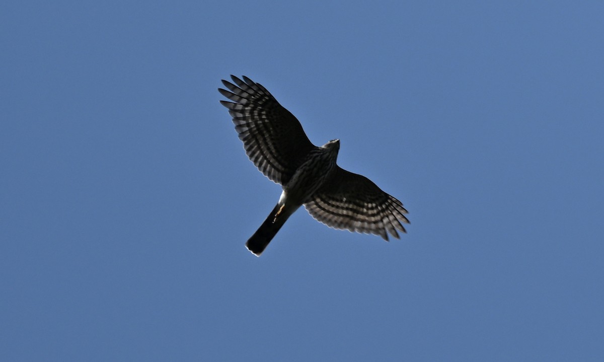 Sharp-shinned Hawk - ML641830924