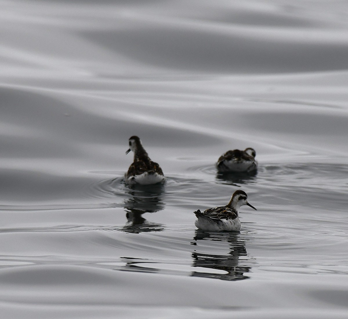 Red-necked Phalarope - ML641830925