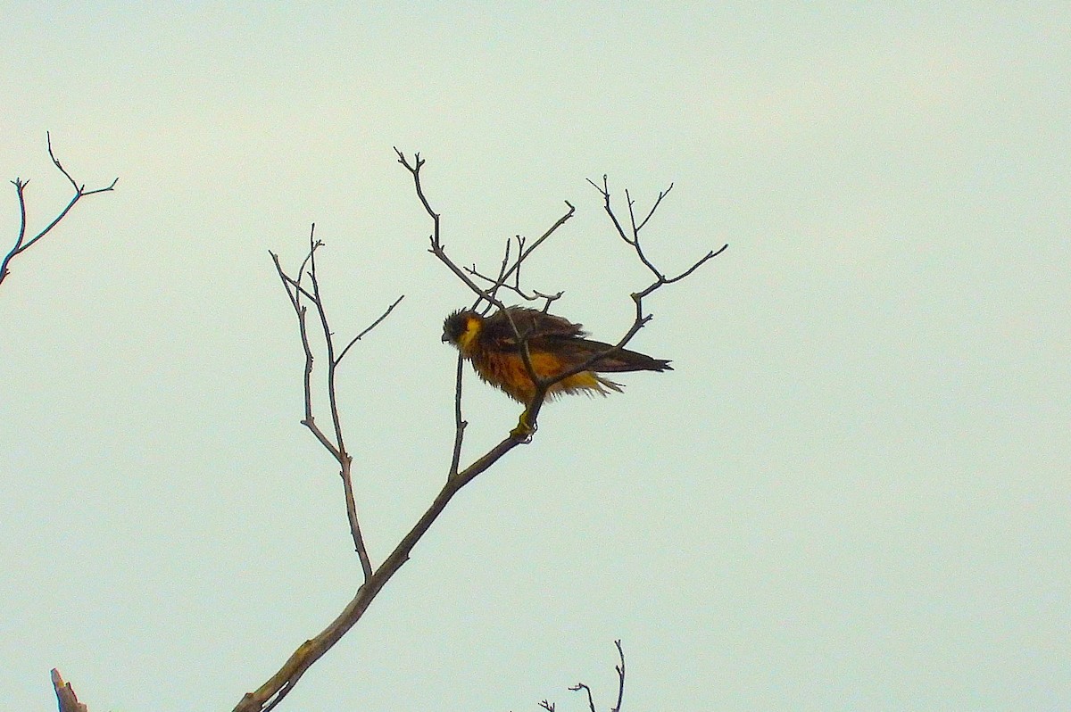 Australian Hobby - ML641830926