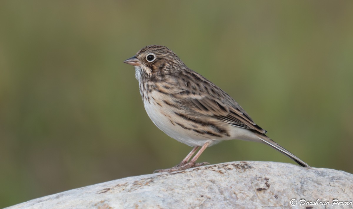 Vesper Sparrow - ML641830932