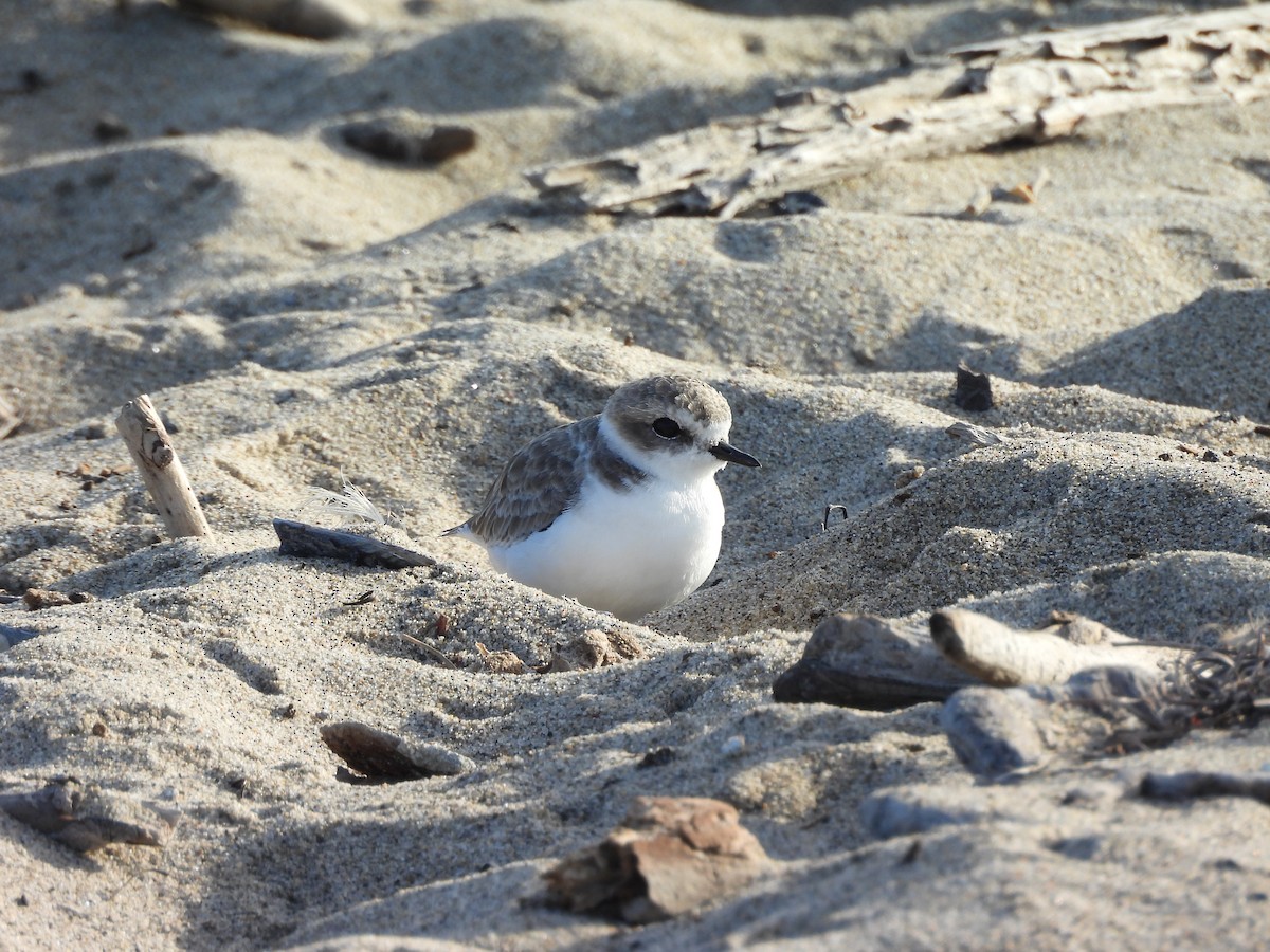 kulík západní - ML641830936