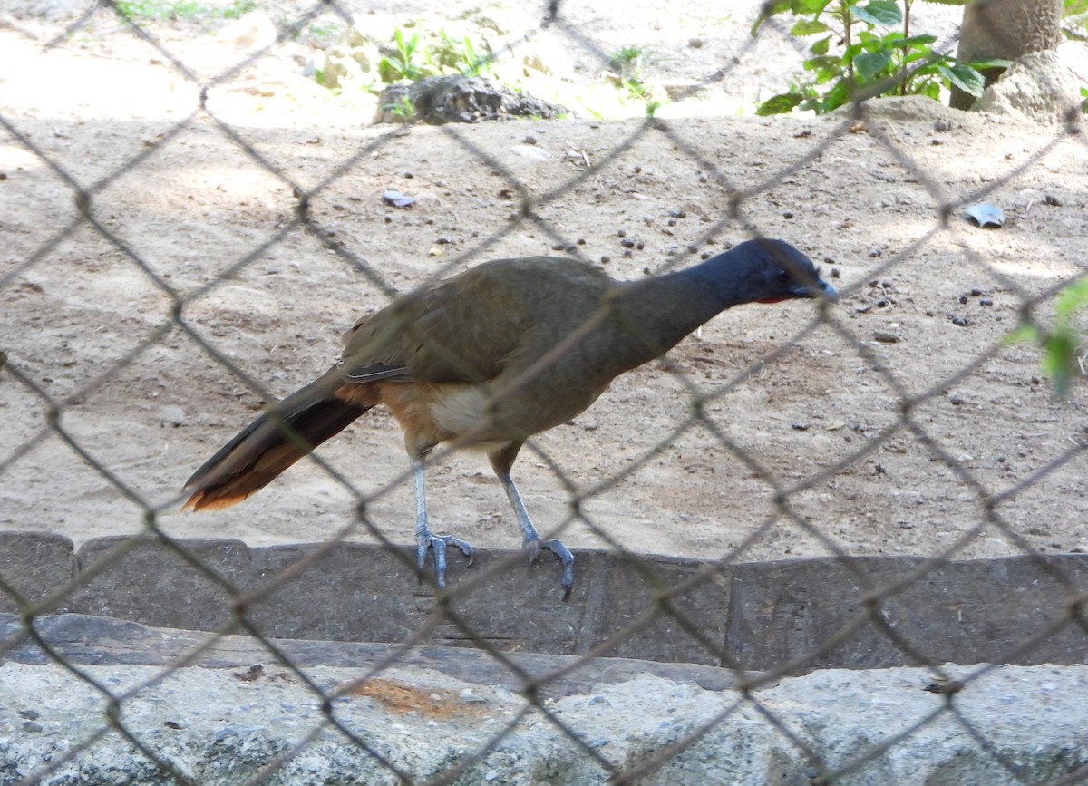 Rufous-vented Chachalaca - ML641830938