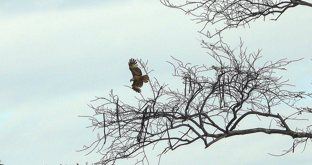 Brahminy Kite - ML641830939