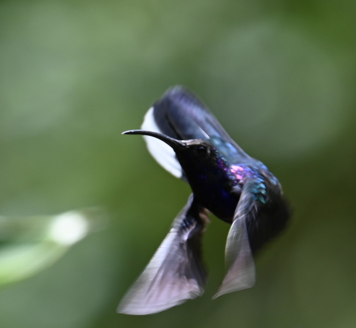 Violet Sabrewing - ML641830941