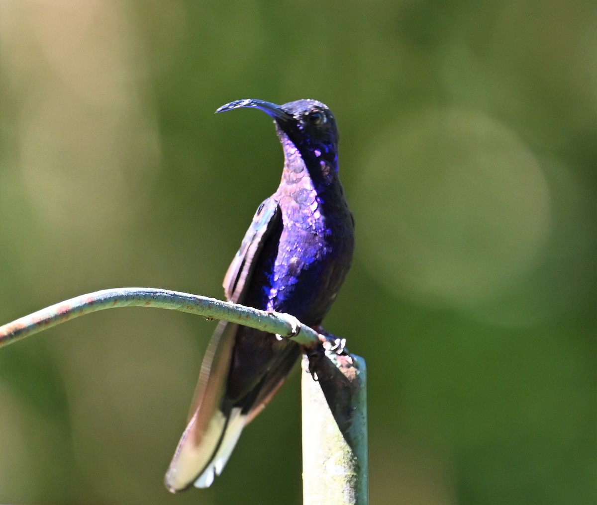 Violet Sabrewing - ML641830942