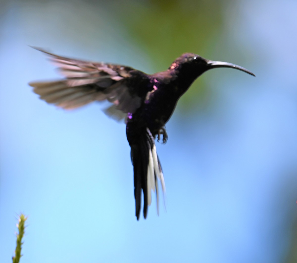 Violet Sabrewing - ML641830943