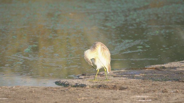 Squacco Heron - ML641830957