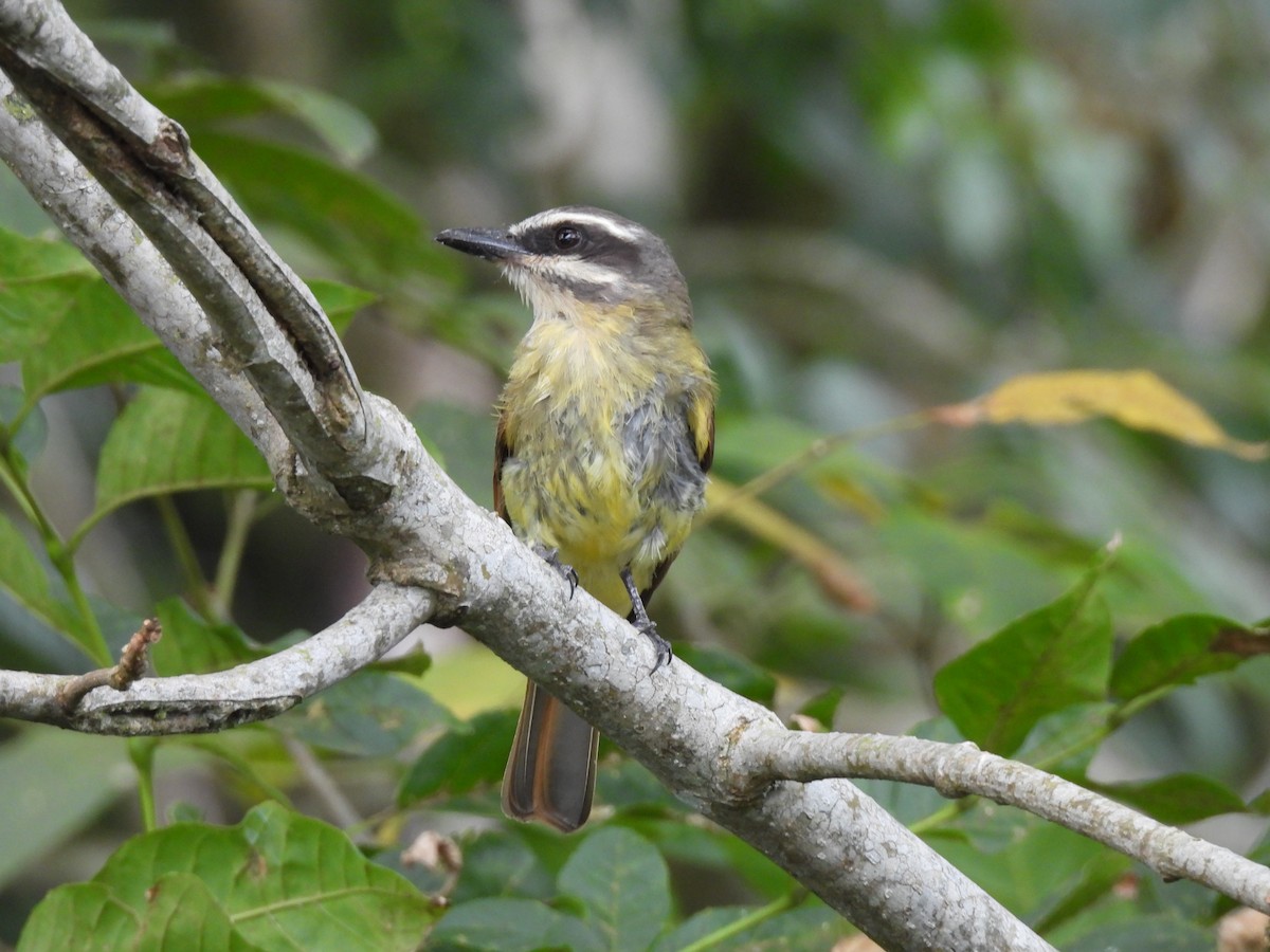 Golden-bellied Flycatcher - ML641830962
