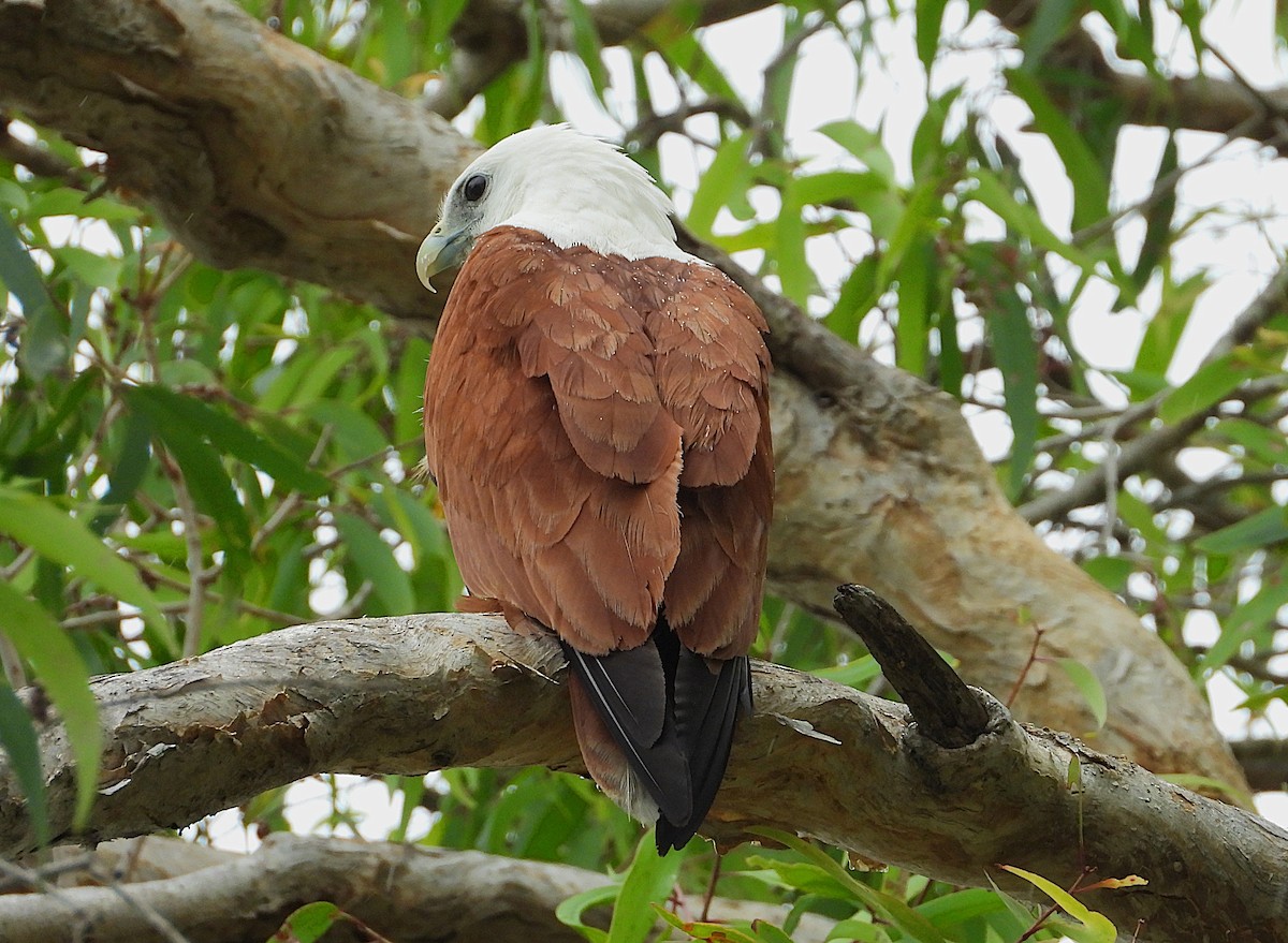 Brahminy Kite - ML641830995