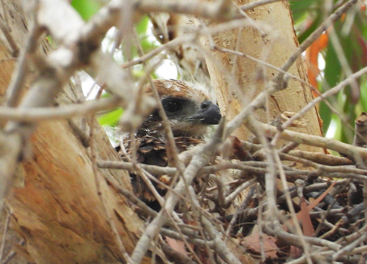 Brahminy Kite - ML641831002