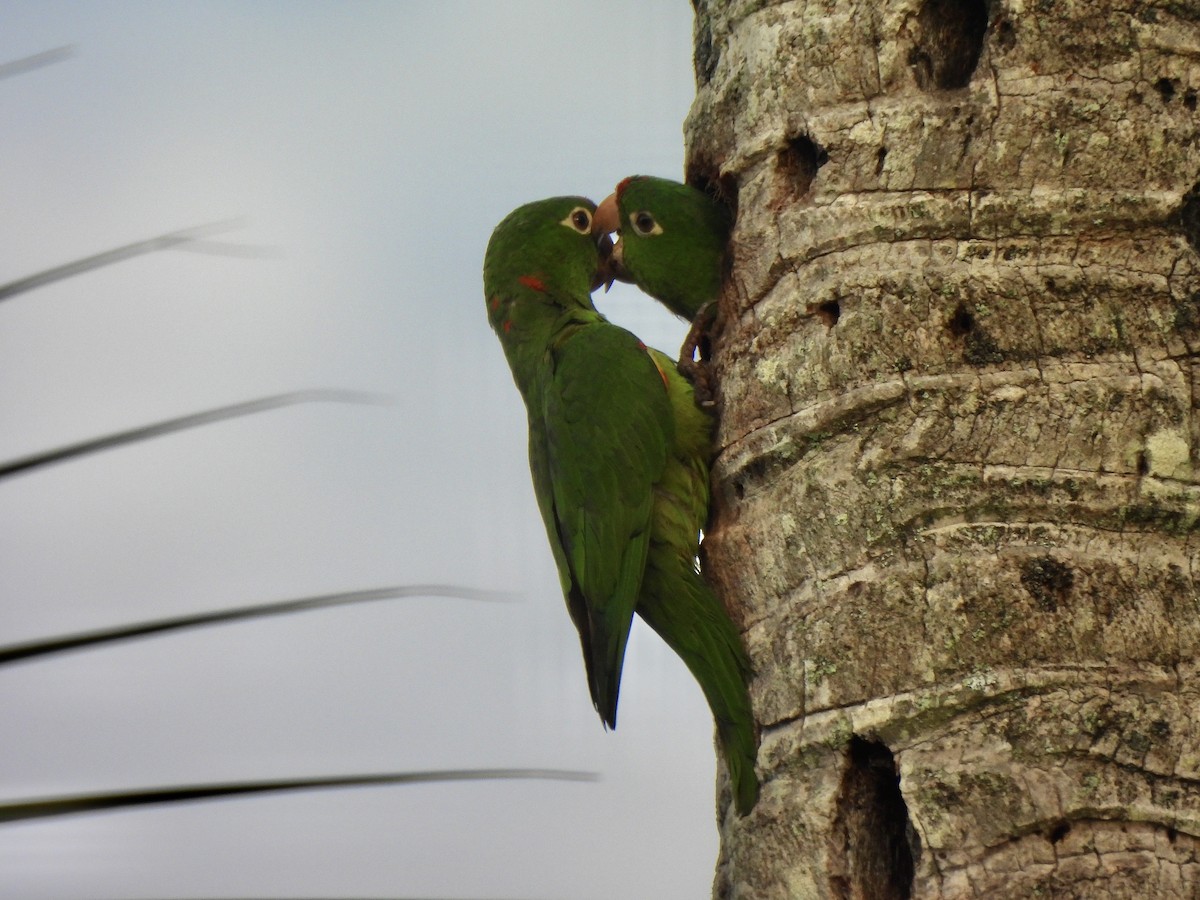 Crimson-fronted Parakeet - ML641831009