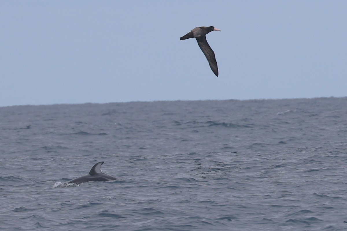 Short-tailed Albatross - ML641831026