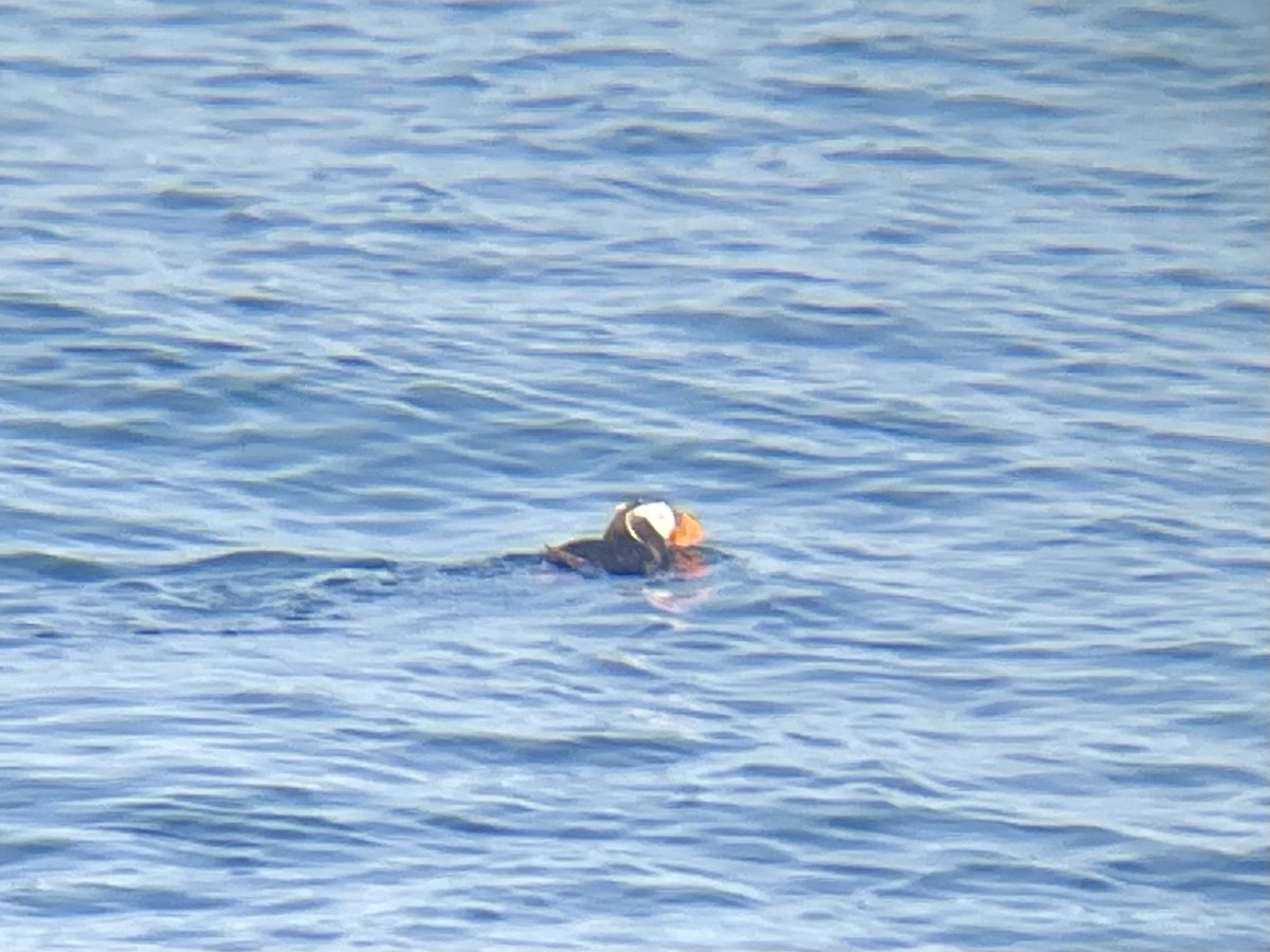 Tufted Puffin - ML641831049