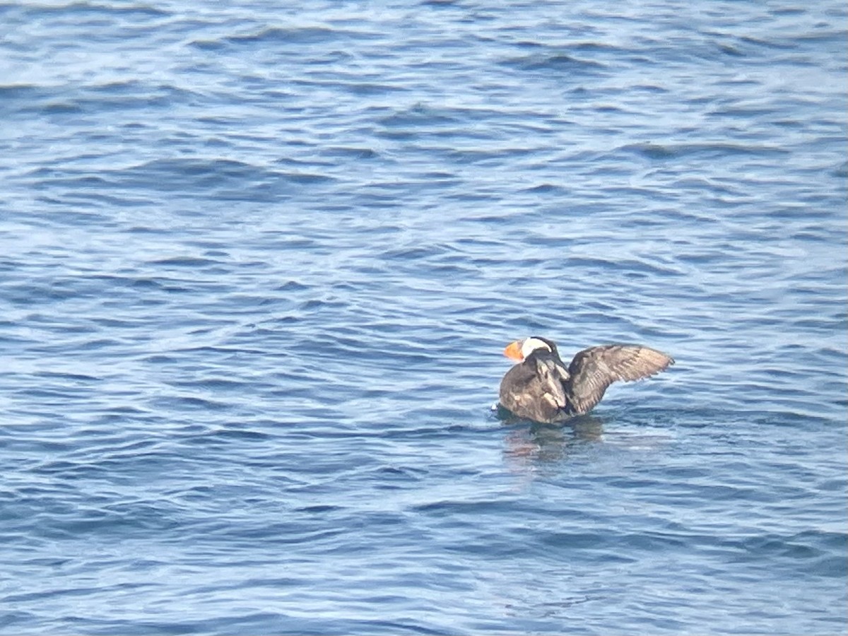 Tufted Puffin - ML641831050