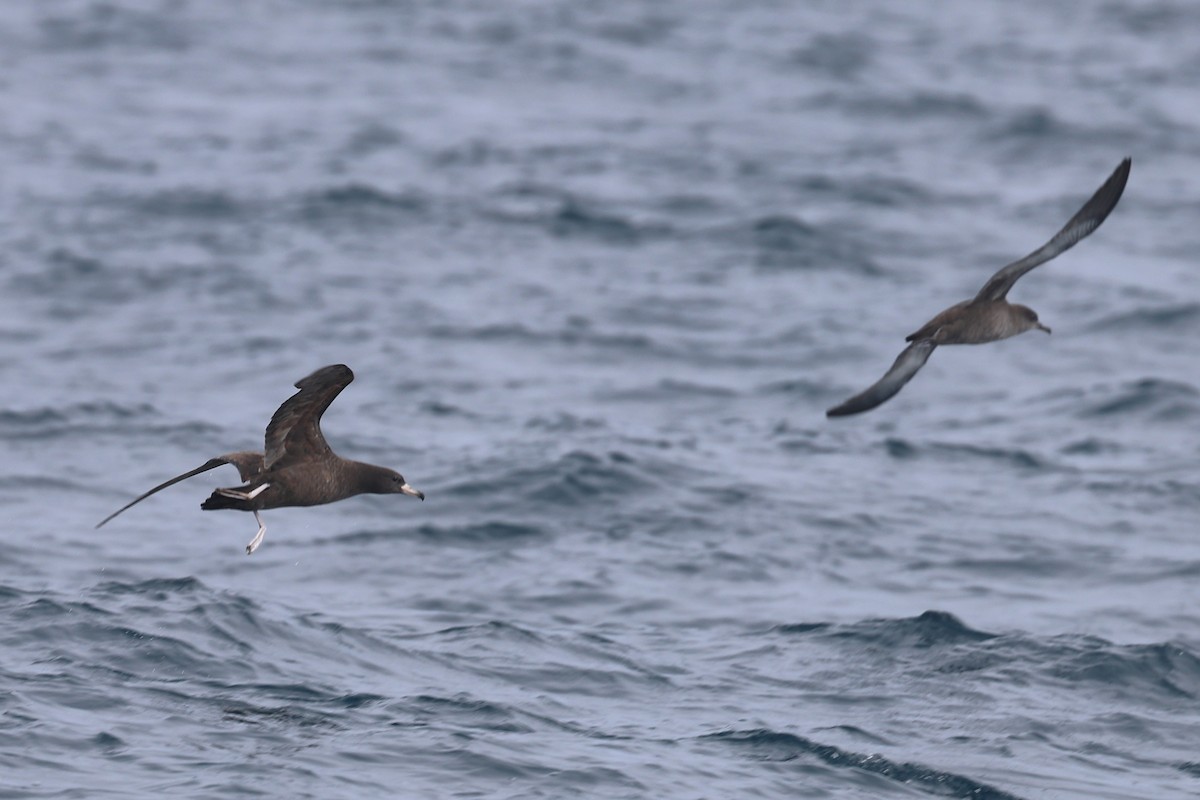 Puffin à pieds pâles - ML641831055