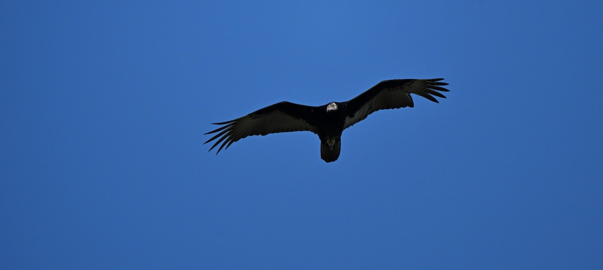 Black Vulture - ML641831066