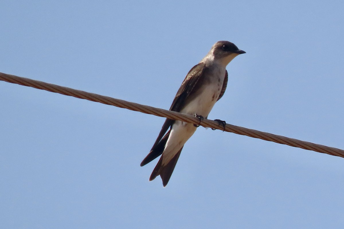 Brown-chested Martin - ML641831067