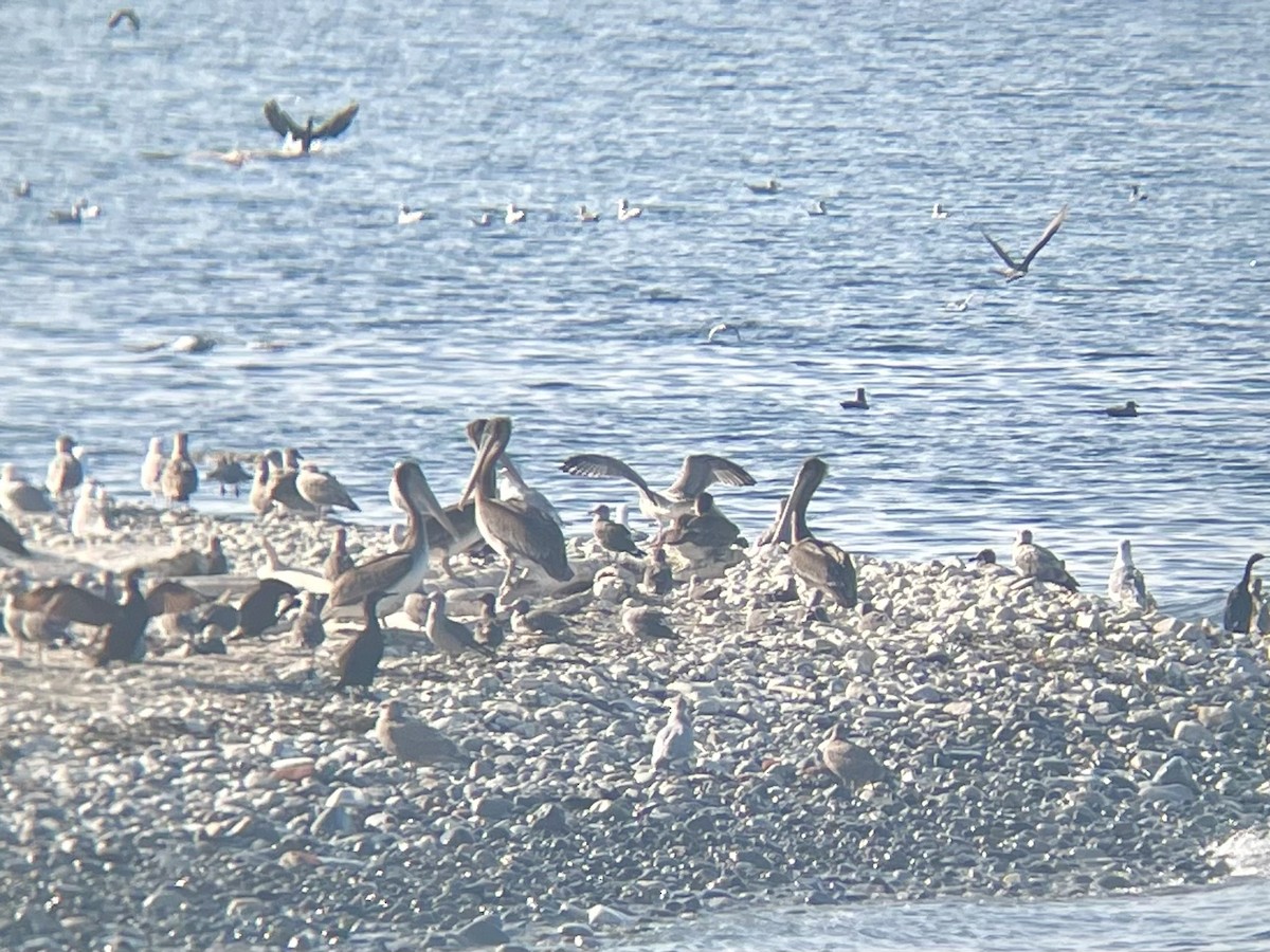 Brown Pelican - ML641831068