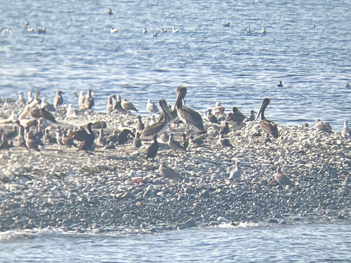 Brown Pelican - ML641831069