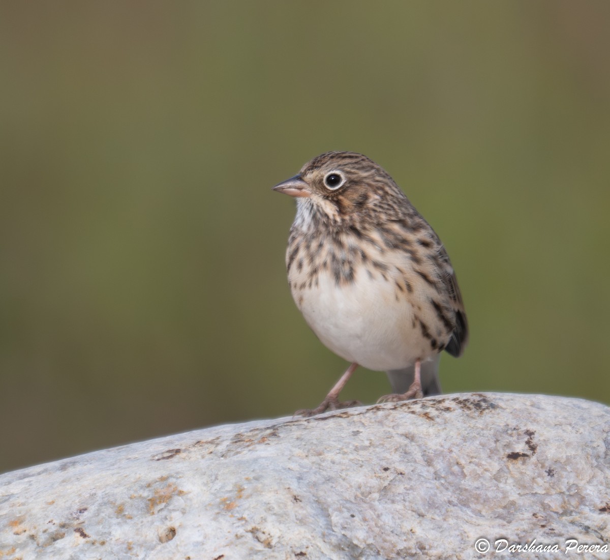 Vesper Sparrow - ML641831073