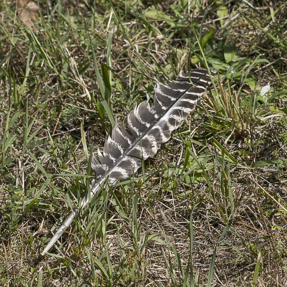 krocan divoký - ML641831086