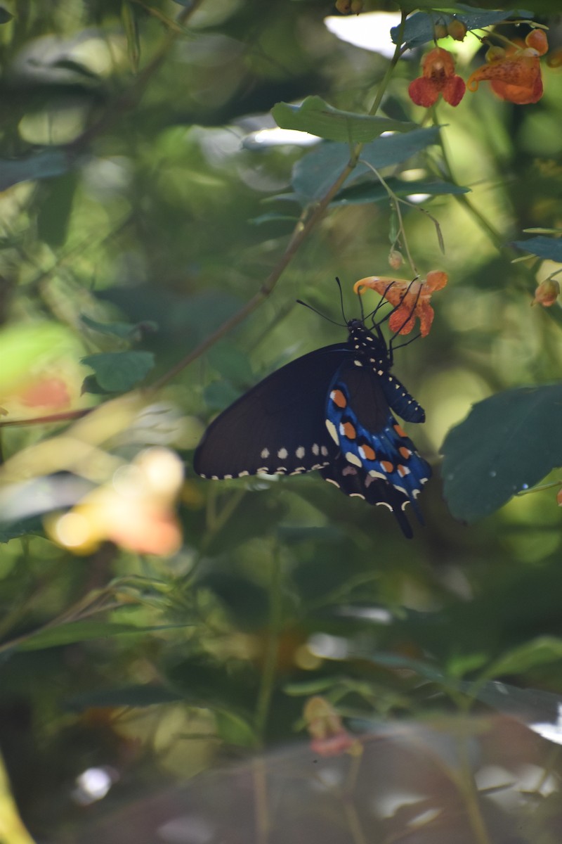 Pipevine Swallowtail - ML641831113