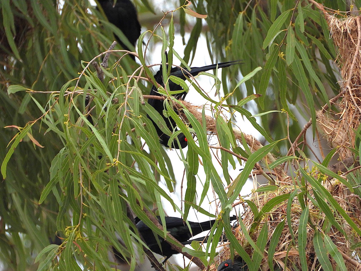Metallic Starling - ML641831123