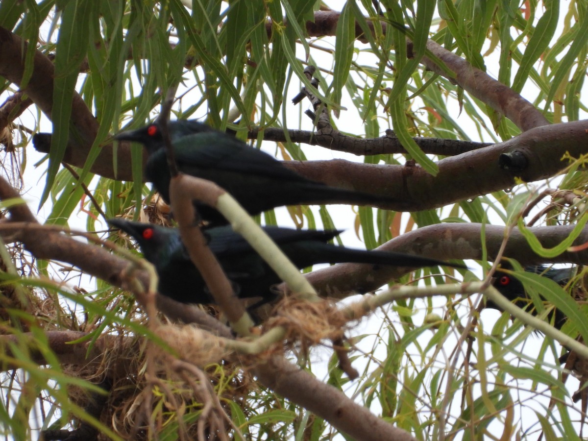 Metallic Starling - ML641831128