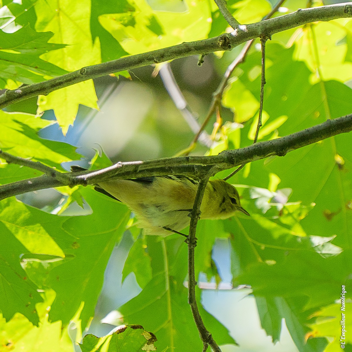 Bay-breasted Warbler - ML641831129