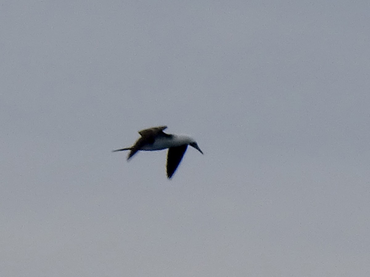 Peruvian Booby - ML641831130