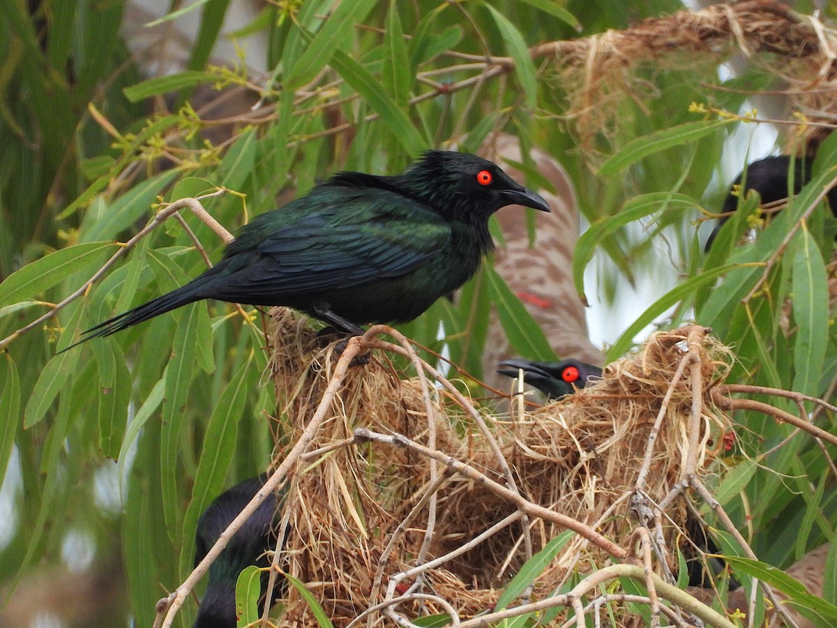 Metallic Starling - ML641831132