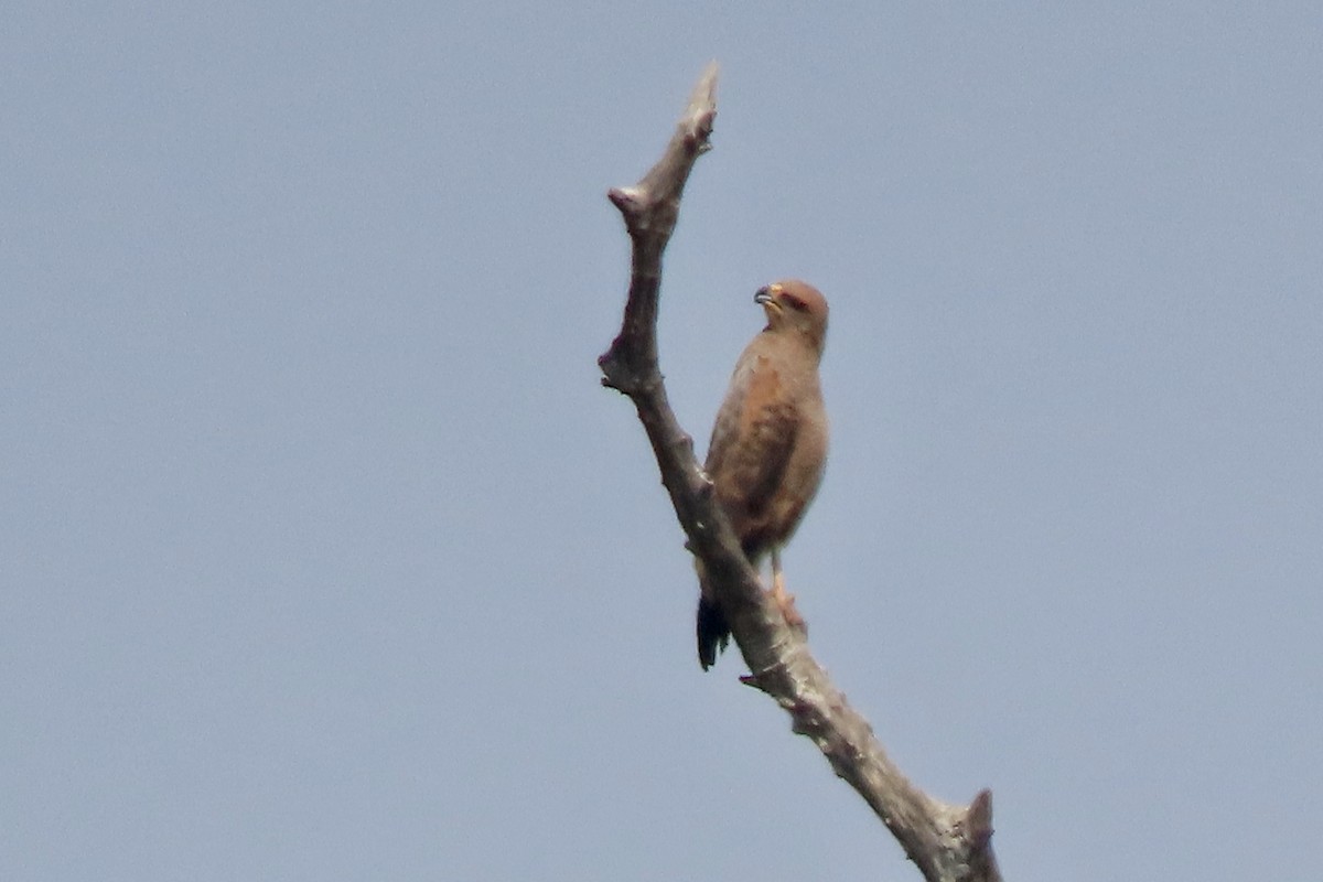 Savanna Hawk - ML641831134