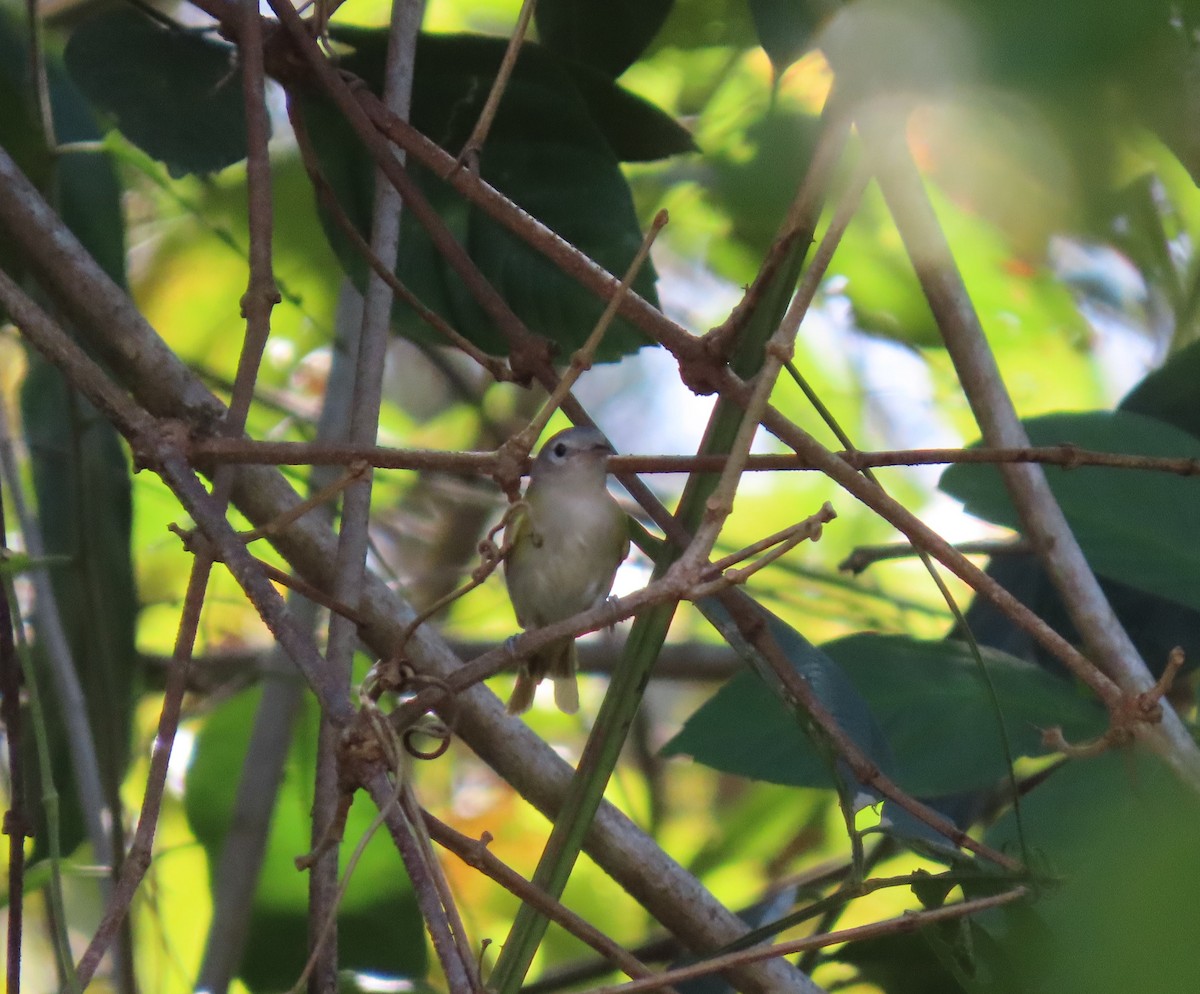 Lesser Greenlet - ML641831136