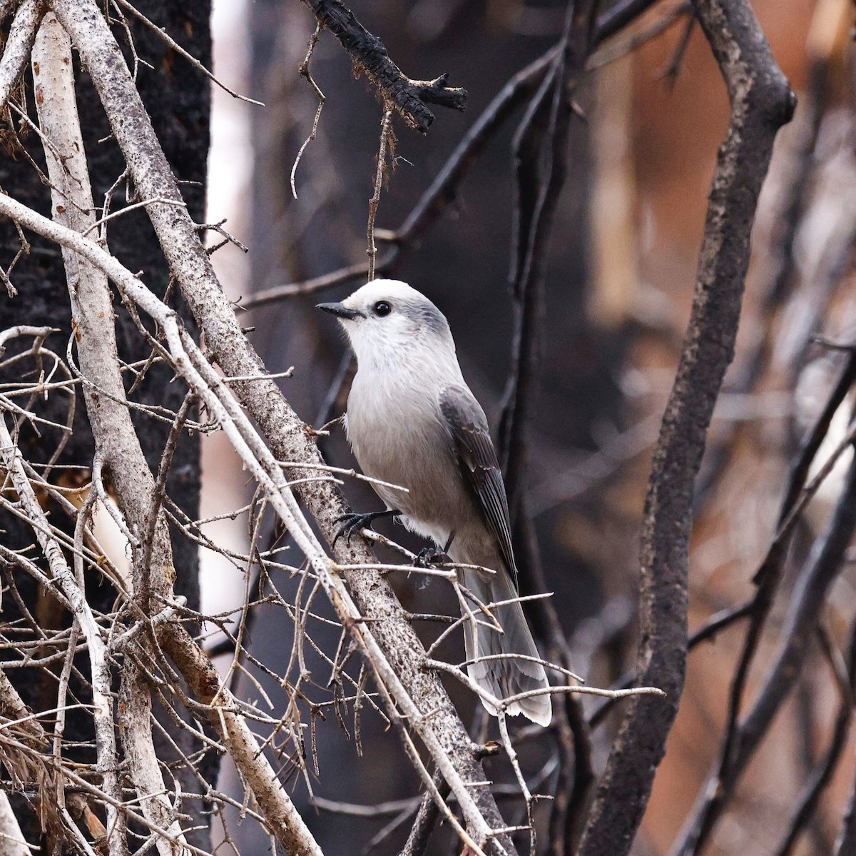 Canada Jay (Rocky Mts.) - ML641831142