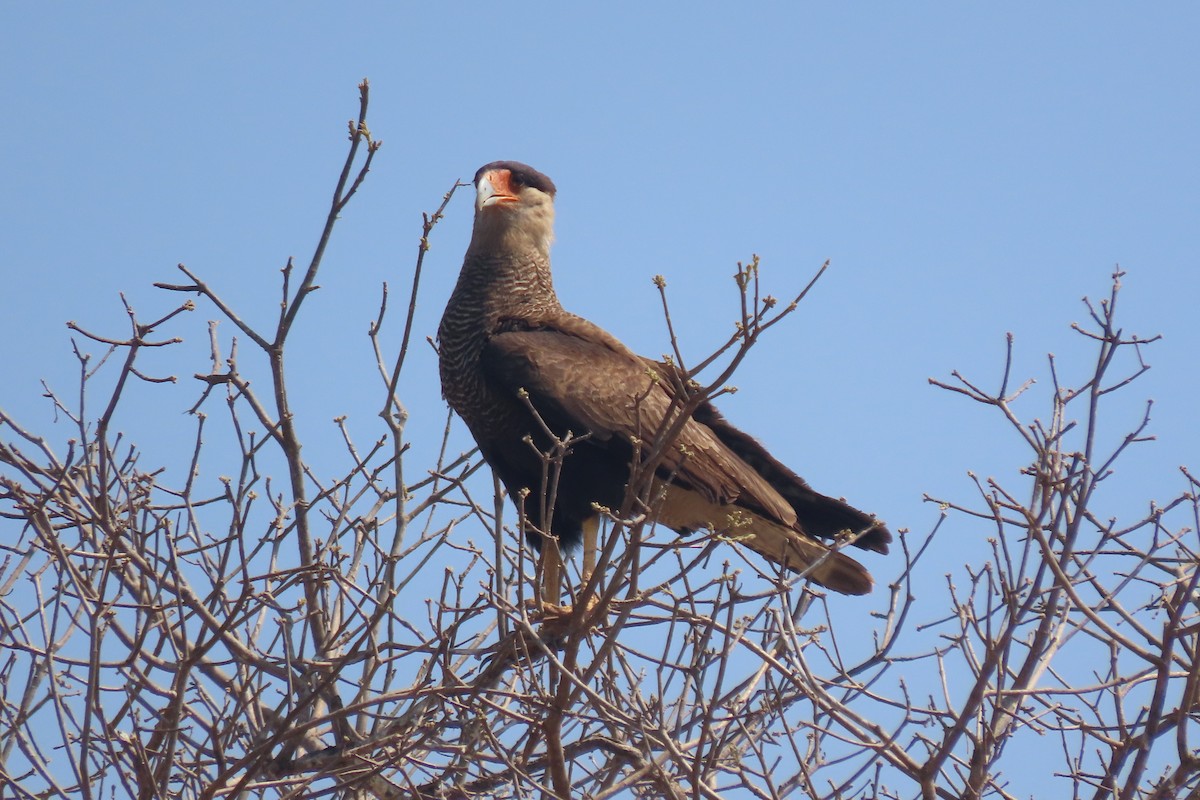 Crested Caracara - ML641831150
