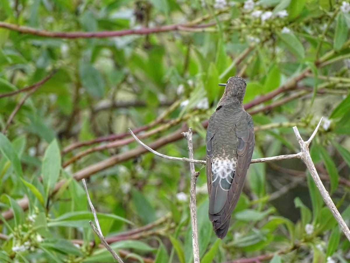 kjempekolibri - ML641831155
