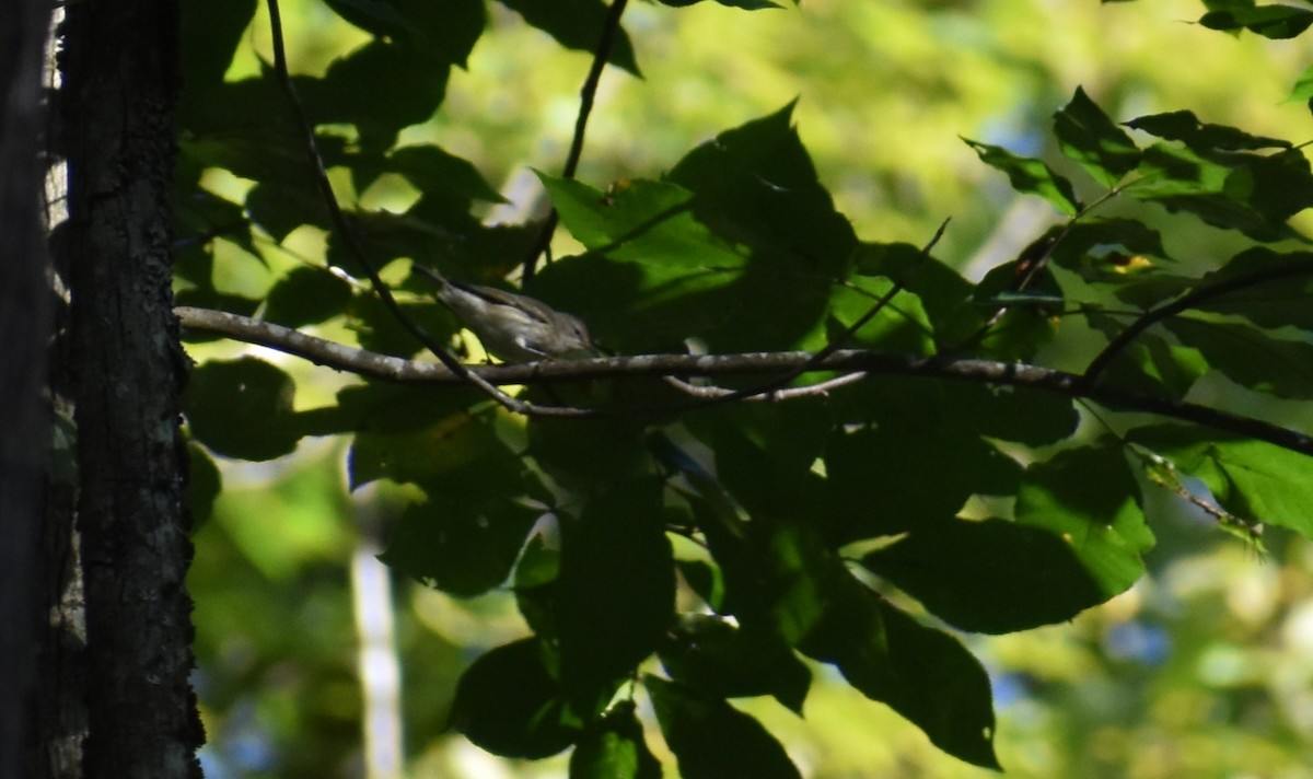 Cape May Warbler - ML641831156