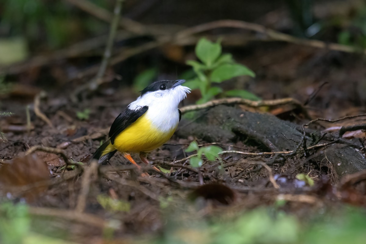 White-collared Manakin - ML641831187