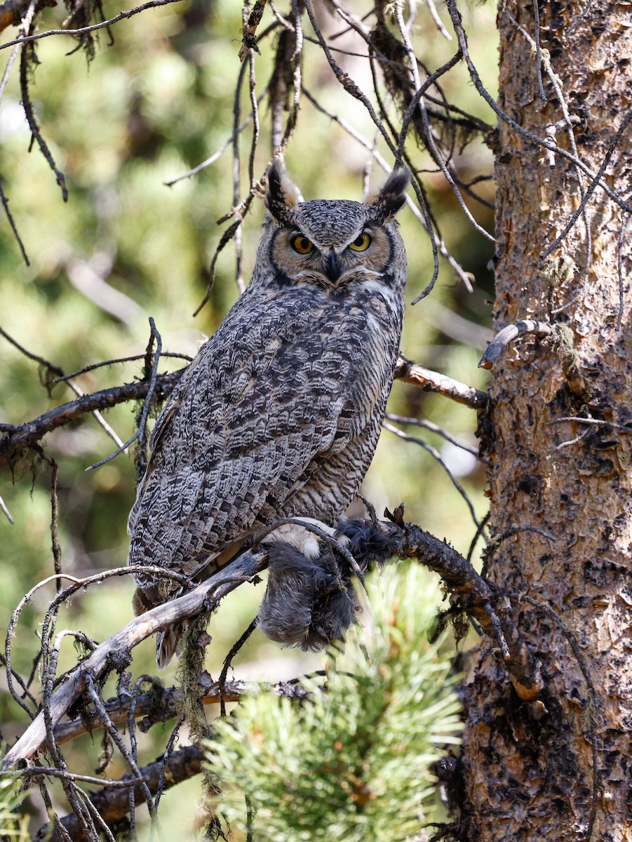 Great Horned Owl - ML641831206