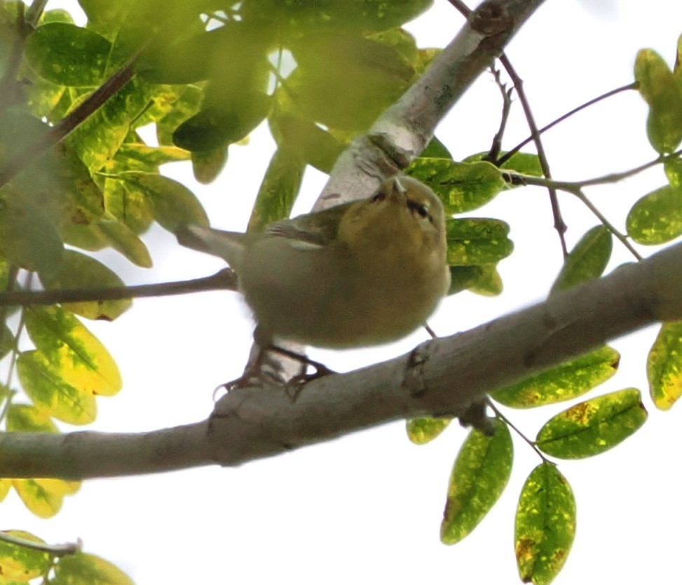 Tennessee Warbler - ML641831207