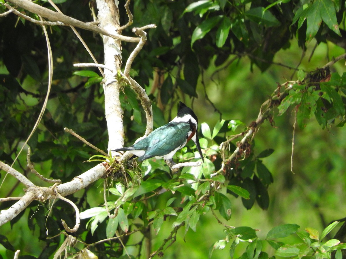 Amazon Kingfisher - ML641831208