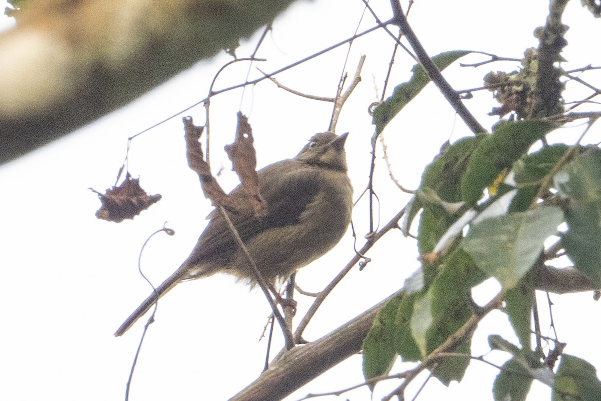 Little Greenbul - ML641831227